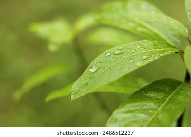 Dew drops on green leaves, early in the morning - Powered by Shutterstock