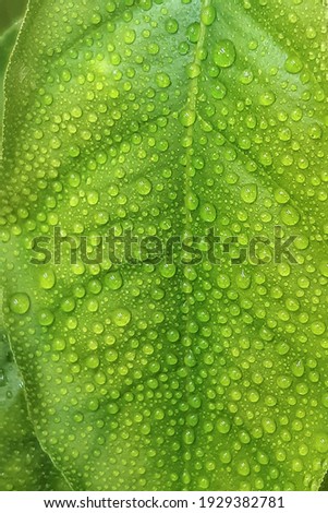 Dew drops on green orange leaf 