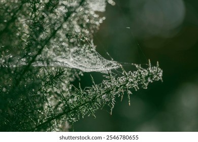 Dew drops on intricate spider cobweb between green pine branches. Autumn moist morning haze lit up by sunlight - Powered by Shutterstock