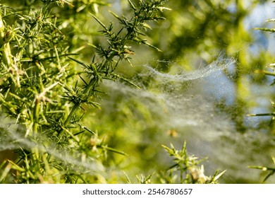 Dew drops on intricate spider cobweb between green pine branches. Autumn moist morning haze lit up by sunlight - Powered by Shutterstock