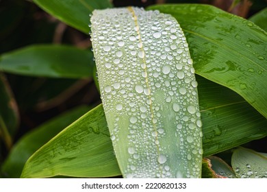 The Dew Drops On The Leaves Of The Botanical Garden In The Morning Of A Bright New Day Make Us Feel Refreshed.