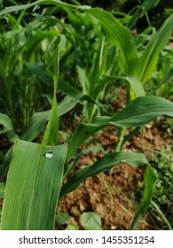 Dew Drops  On Maize Or Zea Mays  Leave  In Morning Time