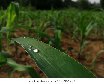 Dew Drops  On Maize Or Zea Mays  Leave  In Morning Time