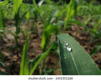 Dew Drops  On Maize Or Zea Mays  Leave  In Morning Time