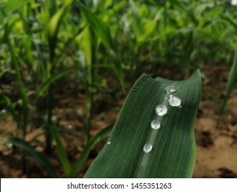 Dew Drops  On Maize Or Zea Mays  Leave  In Morning Time