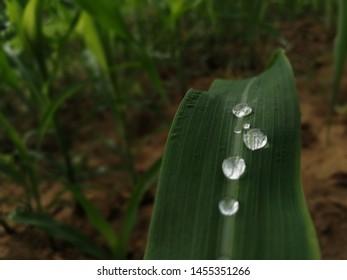 Dew Drops  On Maize Or Zea Mays  Leave  In Morning Time