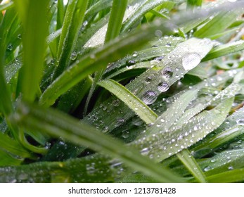 Dew Drops On Meadow Grass.Bermudagrass.Indian Doab.Cynodon Dactylon