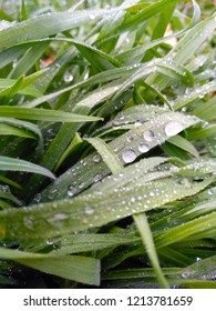 Dew Drops On Meadow Grass.Bermudagrass.Indian Doab.Cynodon Dactylon