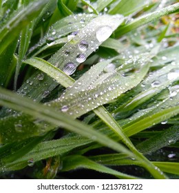 Dew Drops On Meadow Grass.Bermudagrass.Indian Doab.Cynodon Dactylon