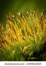 dew drops on moss - macro photography