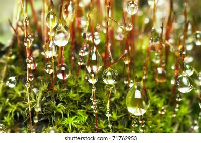 dew drops on moss, macro,