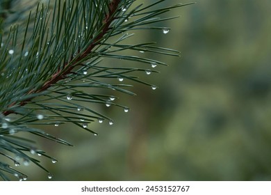 dew drops on a plant - Powered by Shutterstock