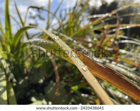 Dew drops on a plant at Plas yn Rhiw Imagine de stoc © 