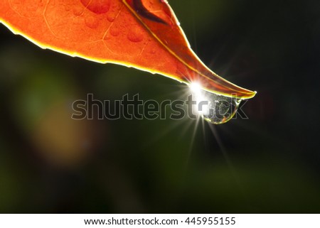 Similar – Image, Stock Photo It was raining! Nature