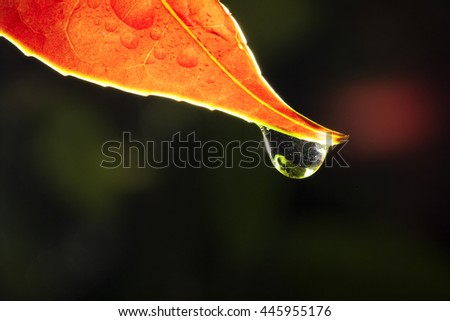 Similar – Image, Stock Photo It was raining! Nature
