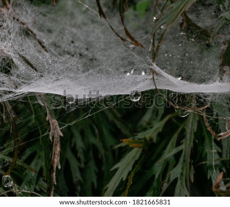 Dew Drops on Sheet Web in Early Morning