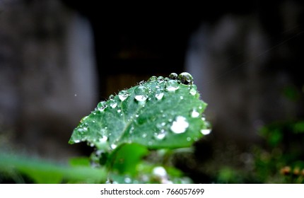 Dew Drops On A Small Weed Plant Leaf Bright As Jewels Macro Close Up