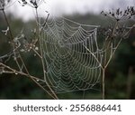 dew drops on a spider web in sunshine