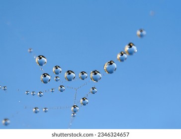 Dew drops on a spider web - macro