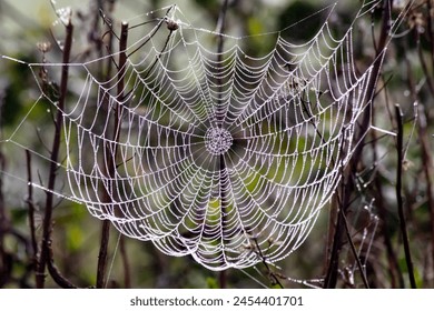 Dew drops on spider web. Early foggy morning. Spider webs are nature's works of art. Animals hunting methods idea concept. Horizontal photo. No people, nobody. - Powered by Shutterstock