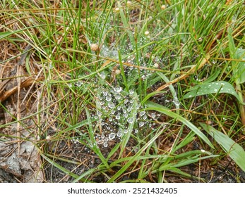 Dew drops on a spider web in the grass. Spider web with dew drop. Web with water drops in the grass.