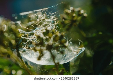 dew drops on a spider web in the rays of the sun - Powered by Shutterstock