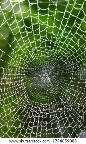 Dew drops on spider web (cobweb) closeup with green background for wallpaper. Chandpur, Bangladesh / 2020.