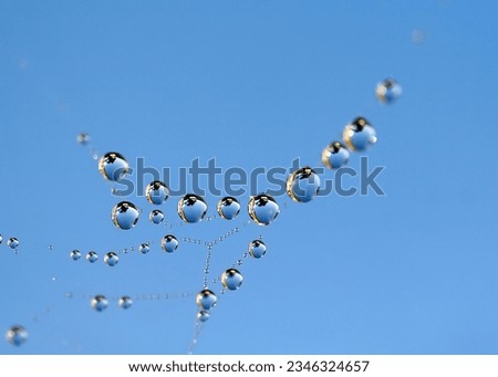 Dew drops on a spider web - macro