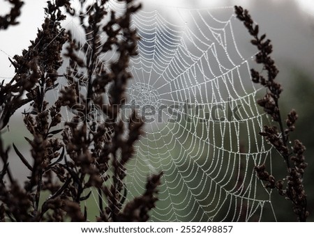 dew drops on a spider web in sunshine