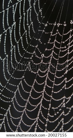 Dew drops on spiderweb