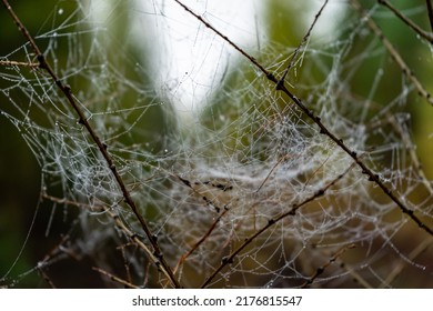 Dew Drops On The Spiderweb In The Early Morning. Cobwebs After Rain.