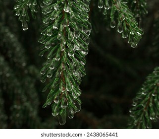 dew drops on a spruce branch, close-up

 - Powered by Shutterstock