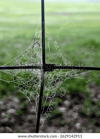 The dew drops on thisb spider web cought me eye. the design of the Web with those crazy zigzags! The camera cought prismatic colors creating an awesome photo. 