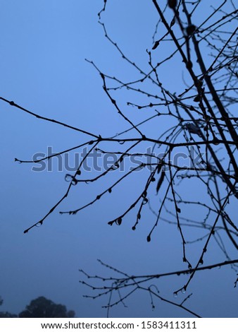 Dew drops on tree branches on a foggy morning. Water droplets. Cloudy.