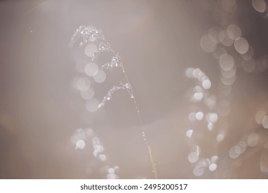 Dew drops on twigs. reflections of the sun in a drop of water. Morning light over wildflowers in dewy meadow, cold fall morning.  - Powered by Shutterstock