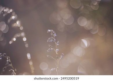 Dew drops on twigs. reflections of the sun in a drop of water. Morning light over wildflowers in dewy meadow, cold fall morning.  - Powered by Shutterstock