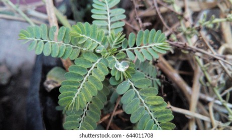 Dew drops on a very tiny plant