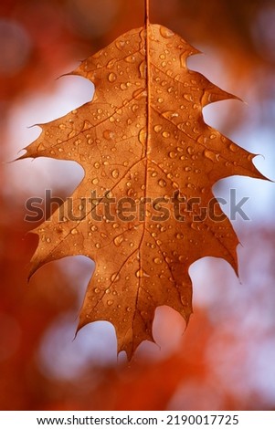 Dew drops on a yellow oak leaf. Concept of arrival of autumn, seasonal change of weather conditions.