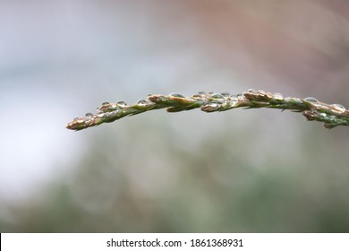 Dew Drops Rest On A Juniper Sprig In Springtime.