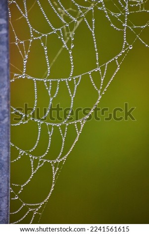 Dew drops small covering entire spider web in detail against soft green background