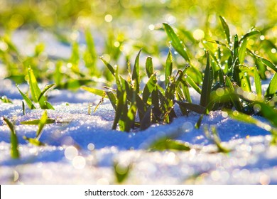 Dew drops sparkle on grass that sprouts through the snow. Winter wheat crops - Powered by Shutterstock