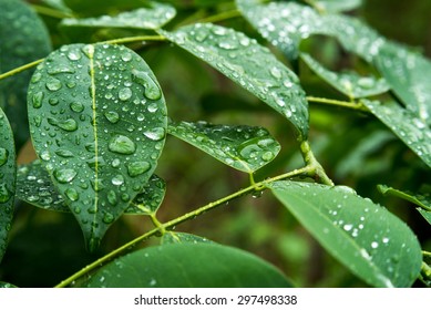 Dew Of Leaf