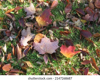 Dew On Autumn Leaves Foilage