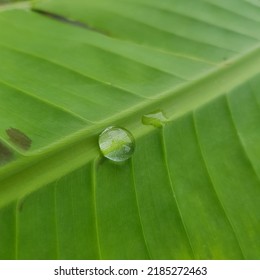 The Dew On Banana Leaf.Macro Photography