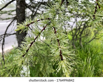 Dew On The Branches Of The Far Eastern Larch