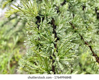 Dew On The Branches Of The Far Eastern Larch