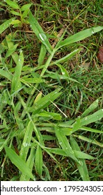 Dew On Crabgrass On A Summer Morning 