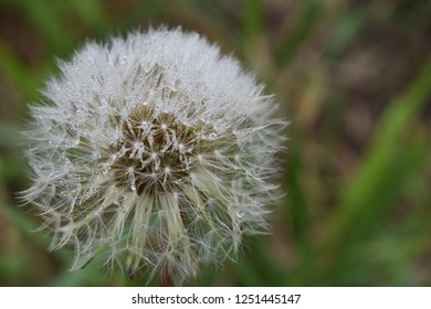 dandelion puff images stock photos vectors shutterstock