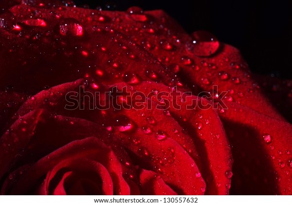 Dew On Deep Red Rose Macro Stock Photo (Edit Now) 130557632