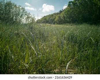 Dew on the grass, a green field in dew in the early morning against the background of a dark forest in the morning sun